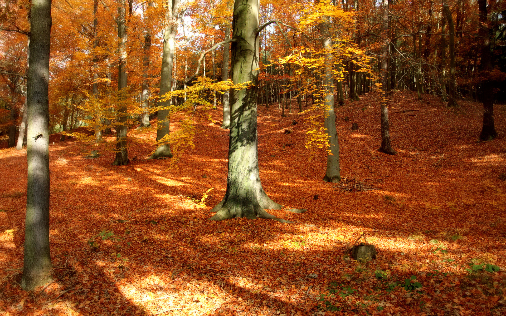 tree, Forest, Wood, Autumn, Fall, Season, Leaves Wallpaper