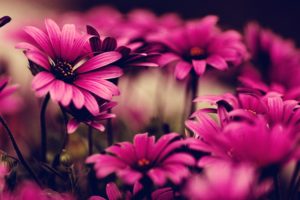 nature, Flowers, Pink