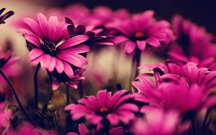 nature, Flowers, Pink HD Wallpaper Desktop Background