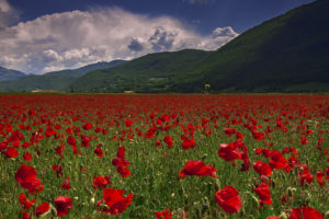 mountains, Field, Poppies, Nature
