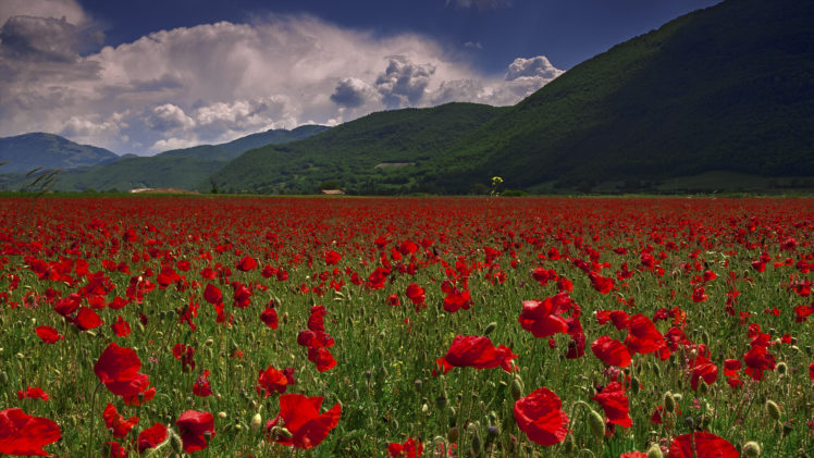 mountains, Field, Poppies, Nature HD Wallpaper Desktop Background