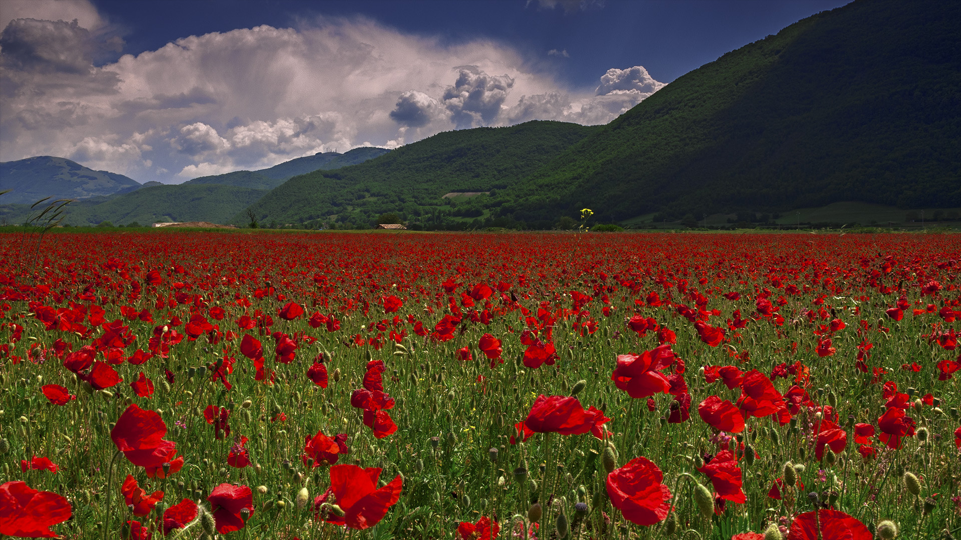 mountains, Field, Poppies, Nature Wallpaper