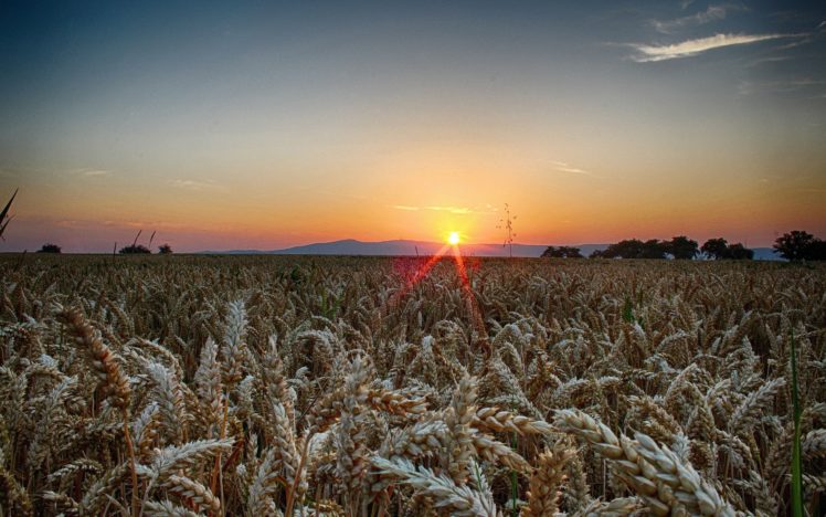 sunset, Field, Ears, Landscape, Wheat HD Wallpaper Desktop Background