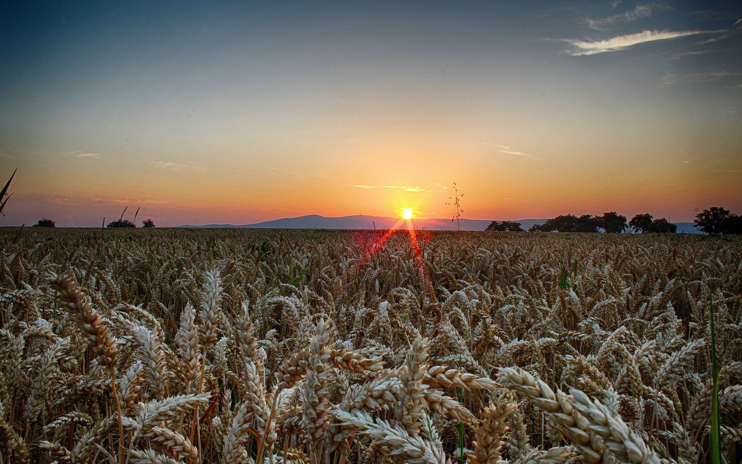 sunset, Field, Ears, Landscape, Wheat Wallpaper