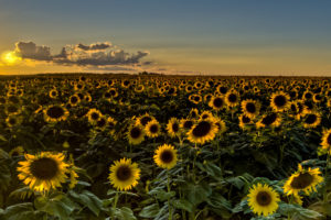 sunset, Field, Sunflowers, Sunflower