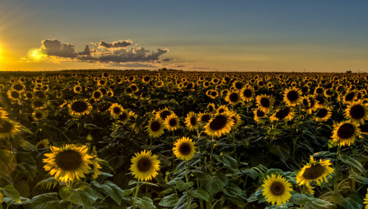 sunset, Field, Sunflowers, Sunflower HD Wallpaper Desktop Background
