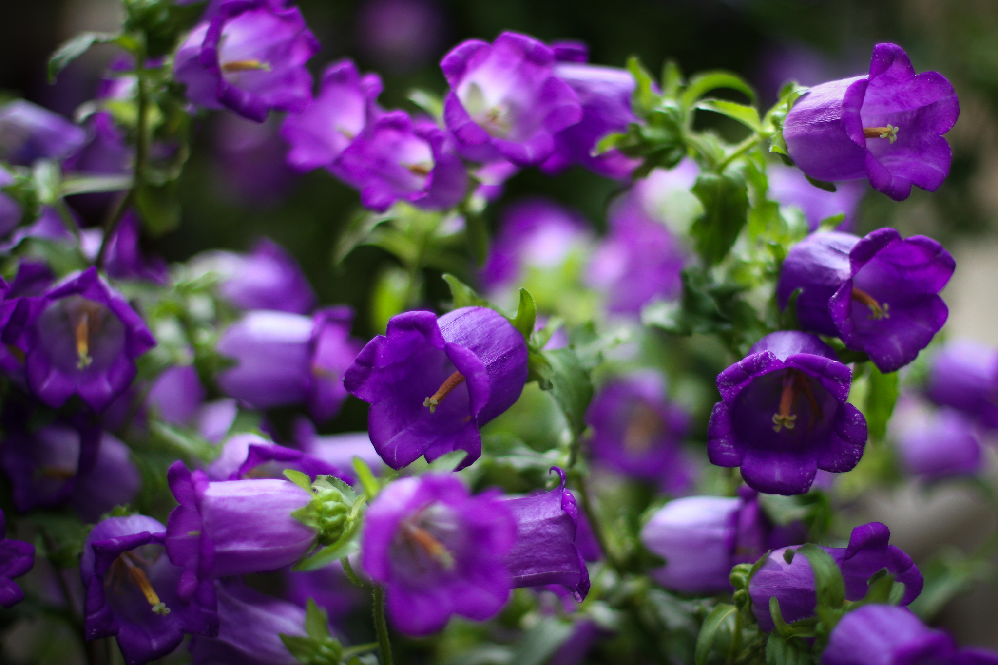 bells, Flowers, Purple, Petals, Macro, Focus Wallpaper