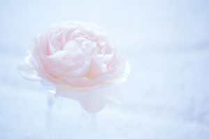 camellia, Flower, Macro, Pink, Bokeh