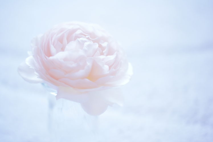camellia, Flower, Macro, Pink, Bokeh HD Wallpaper Desktop Background