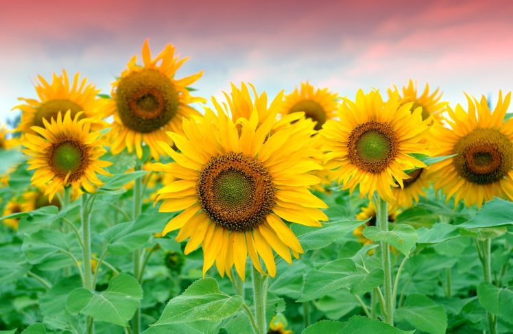 sunflowers, Field, Yellow, Petals HD Wallpaper Desktop Background