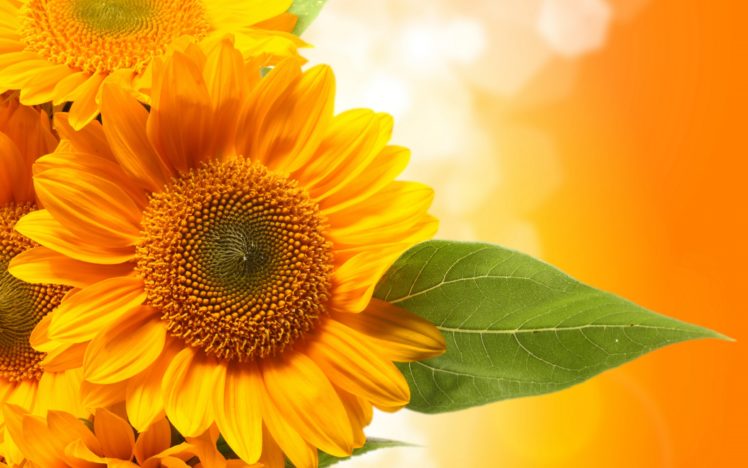 sunflowers, Leaves, Green HD Wallpaper Desktop Background