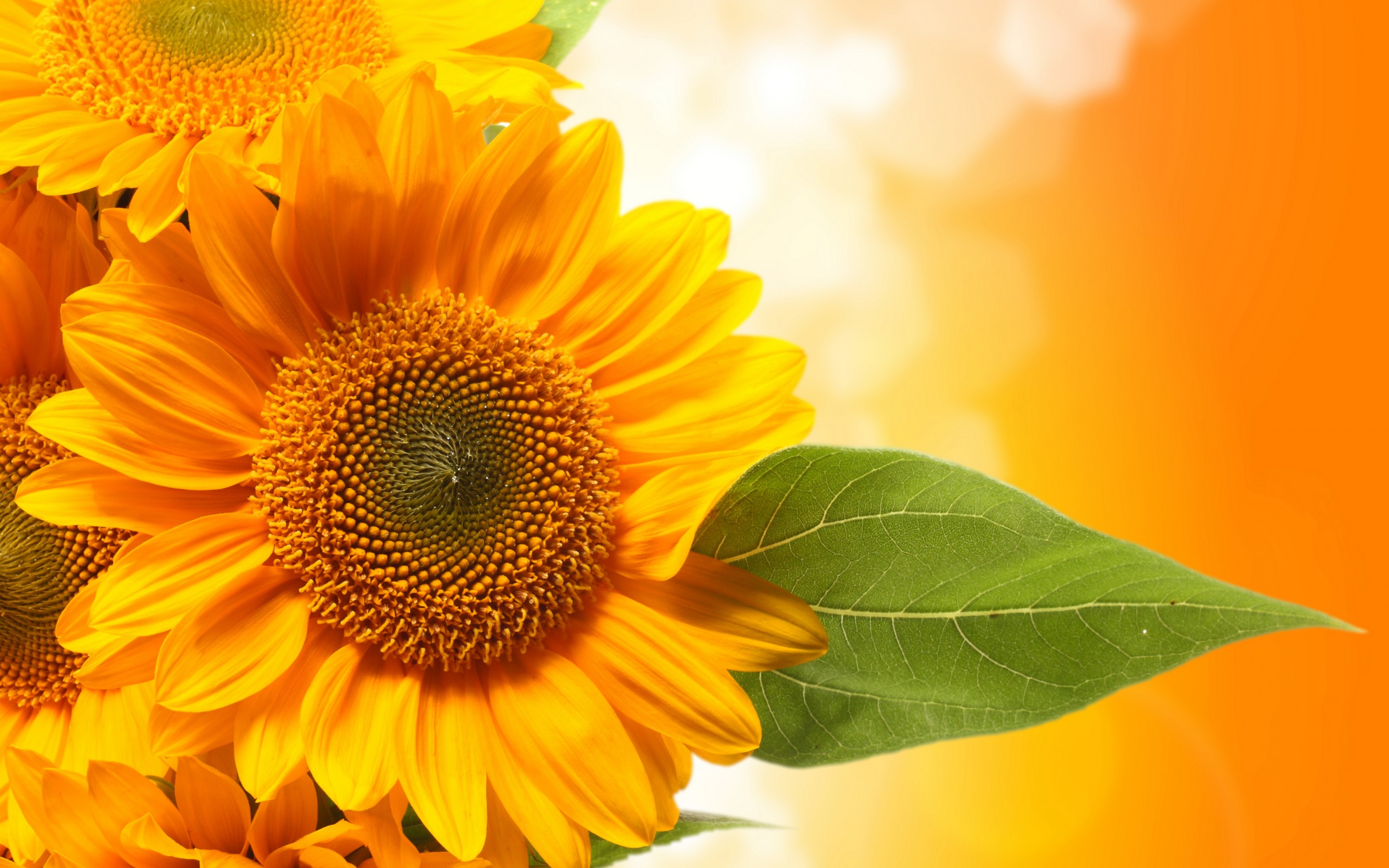 sunflowers, Leaves, Green Wallpaper