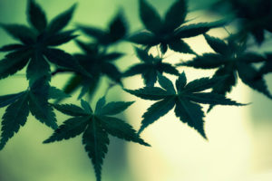 marijuana, Cannabis, Leaves, Green, Macro, Weed