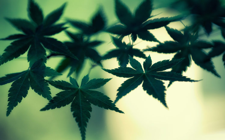 marijuana, Cannabis, Leaves, Green, Macro, Weed HD Wallpaper Desktop Background