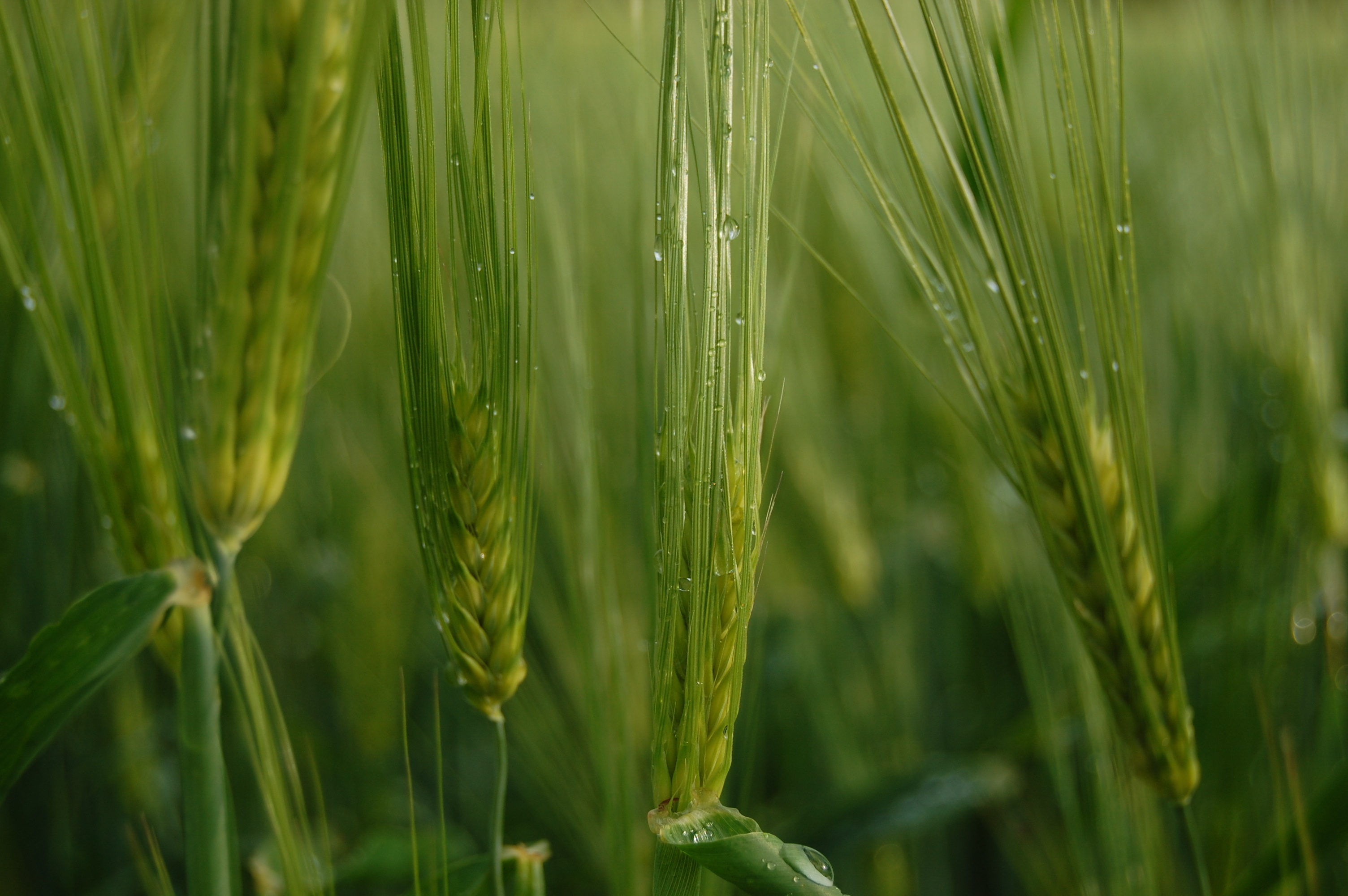field, Ears, Drops, Macro, Wheat Wallpaper