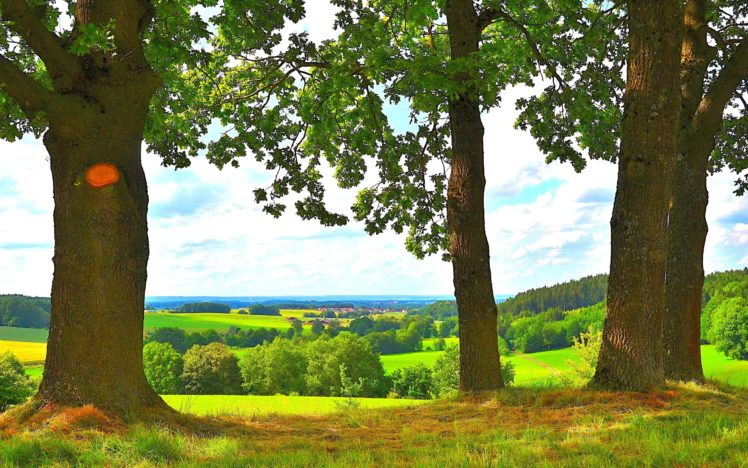trees, Fields, Horizon, Landscape HD Wallpaper Desktop Background
