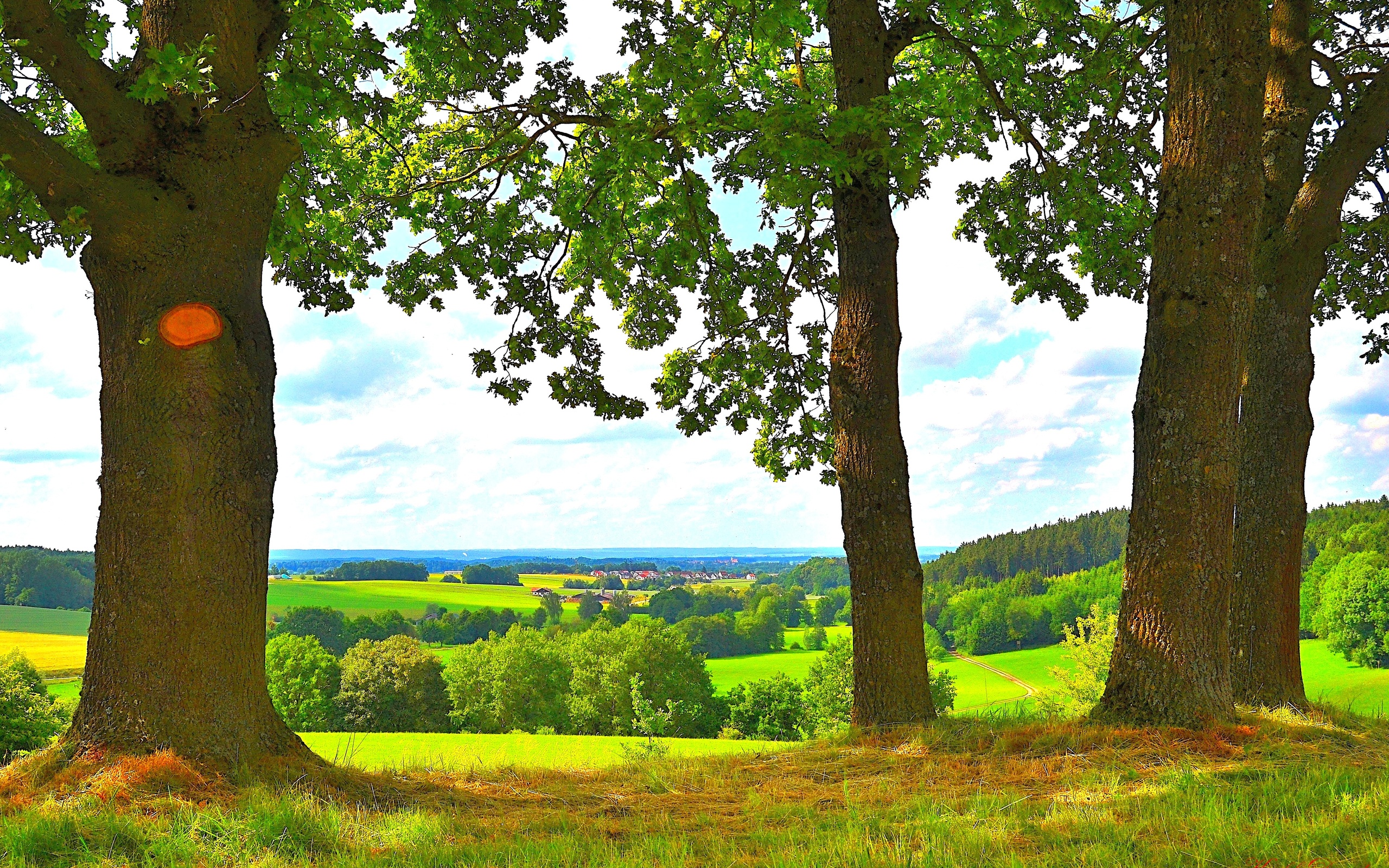 trees, Fields, Horizon, Landscape Wallpaper