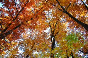 trees, Autumn, Nature