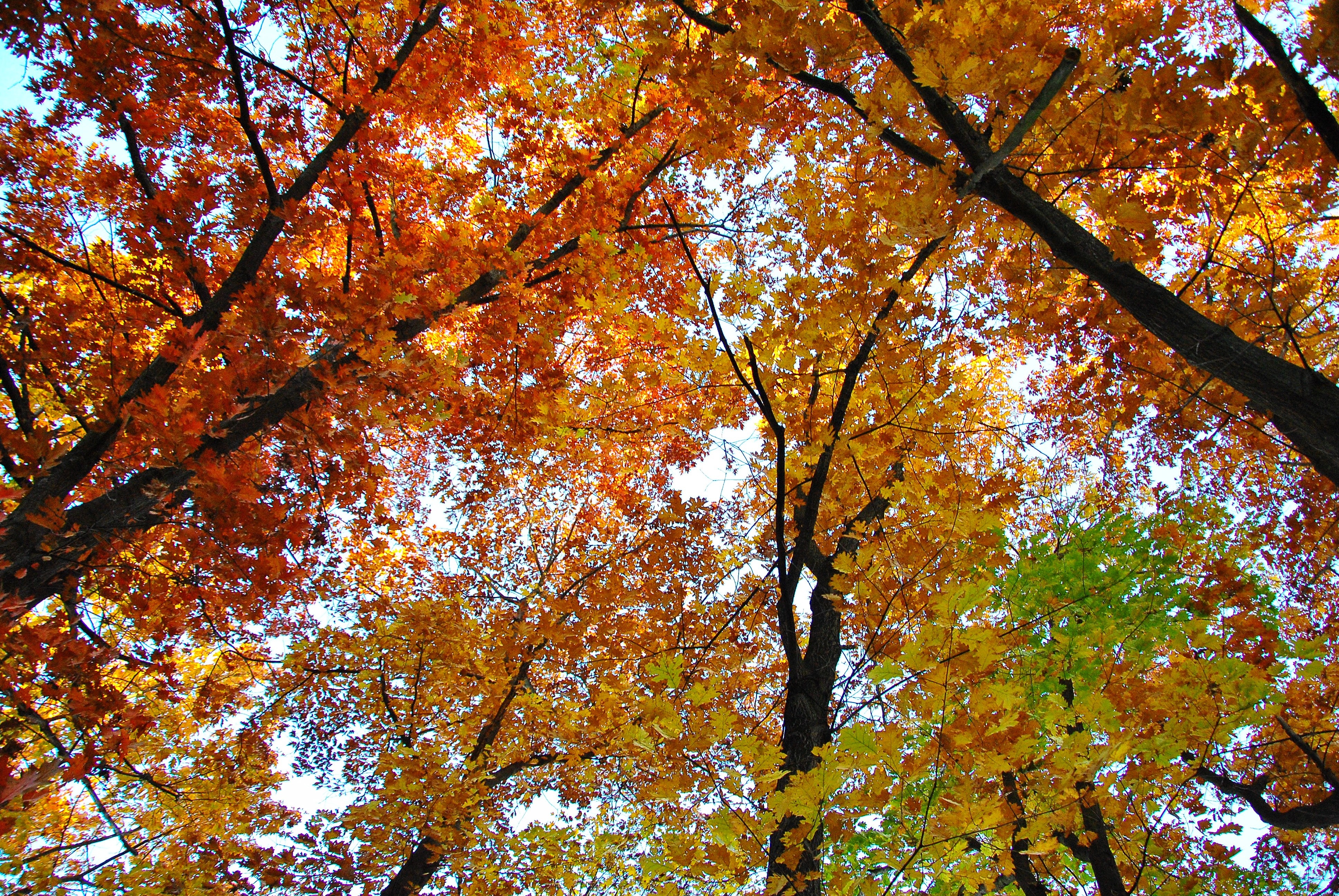trees, Autumn, Nature Wallpaper
