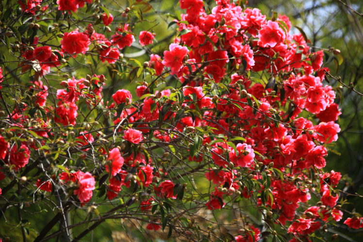 camellia, Shrubs, Flowers, Bokeh HD Wallpaper Desktop Background