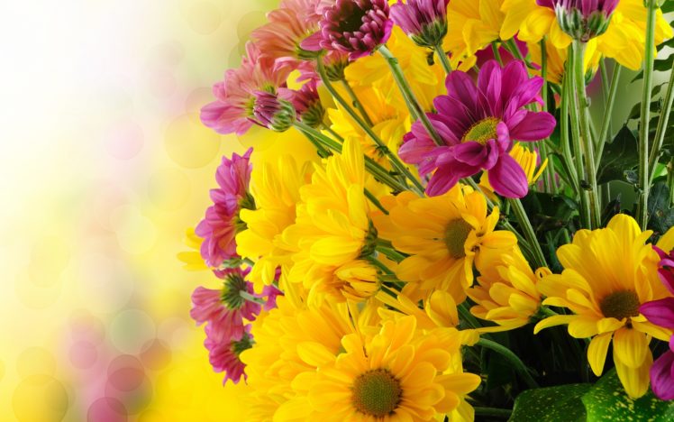 flowers, Bokeh, Petals HD Wallpaper Desktop Background