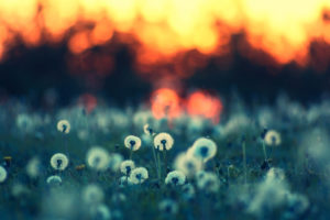 dandelions, Field