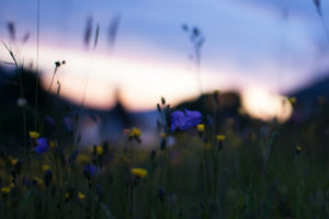 field, Yellow, Blue, Flowers, Macro, Blur, Glare, Night, Sunset, Nature, Bokeh
