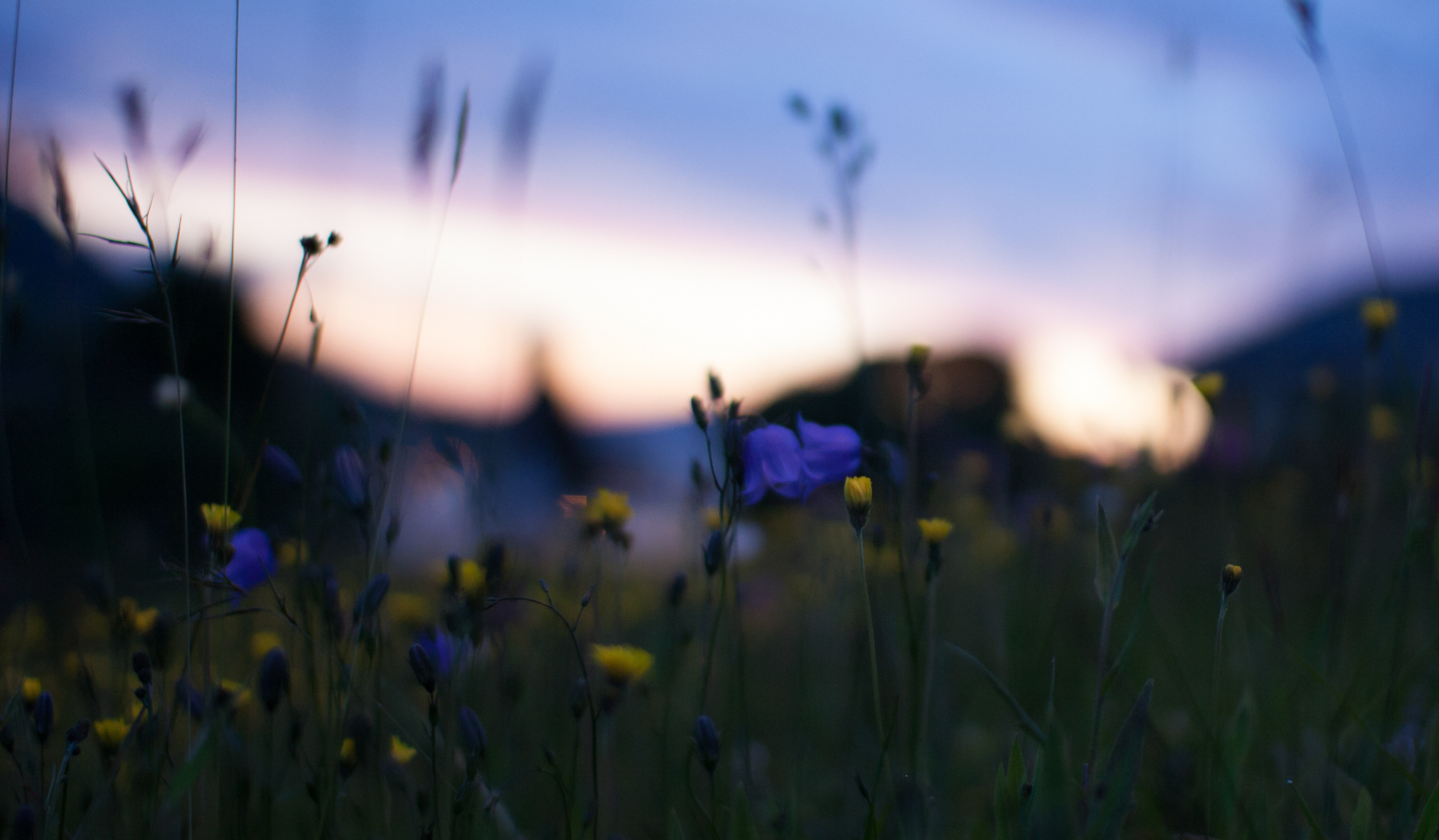 field, Yellow, Blue, Flowers, Macro, Blur, Glare, Night, Sunset, Nature, Bokeh Wallpaper
