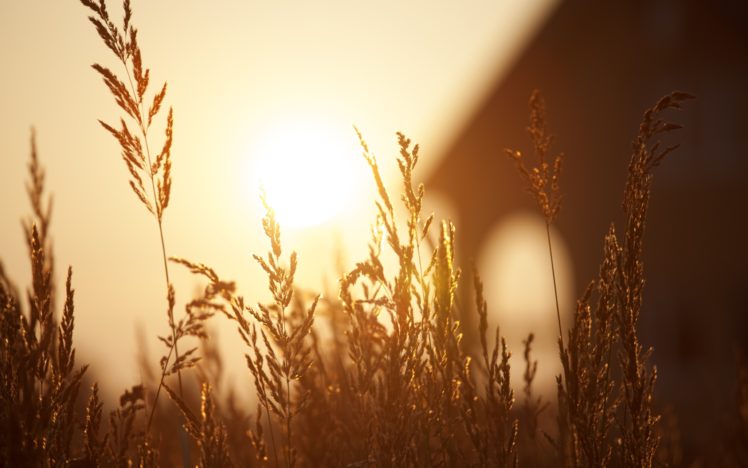 beautiful, Sunset, Field, Bokeh, Grass HD Wallpaper Desktop Background