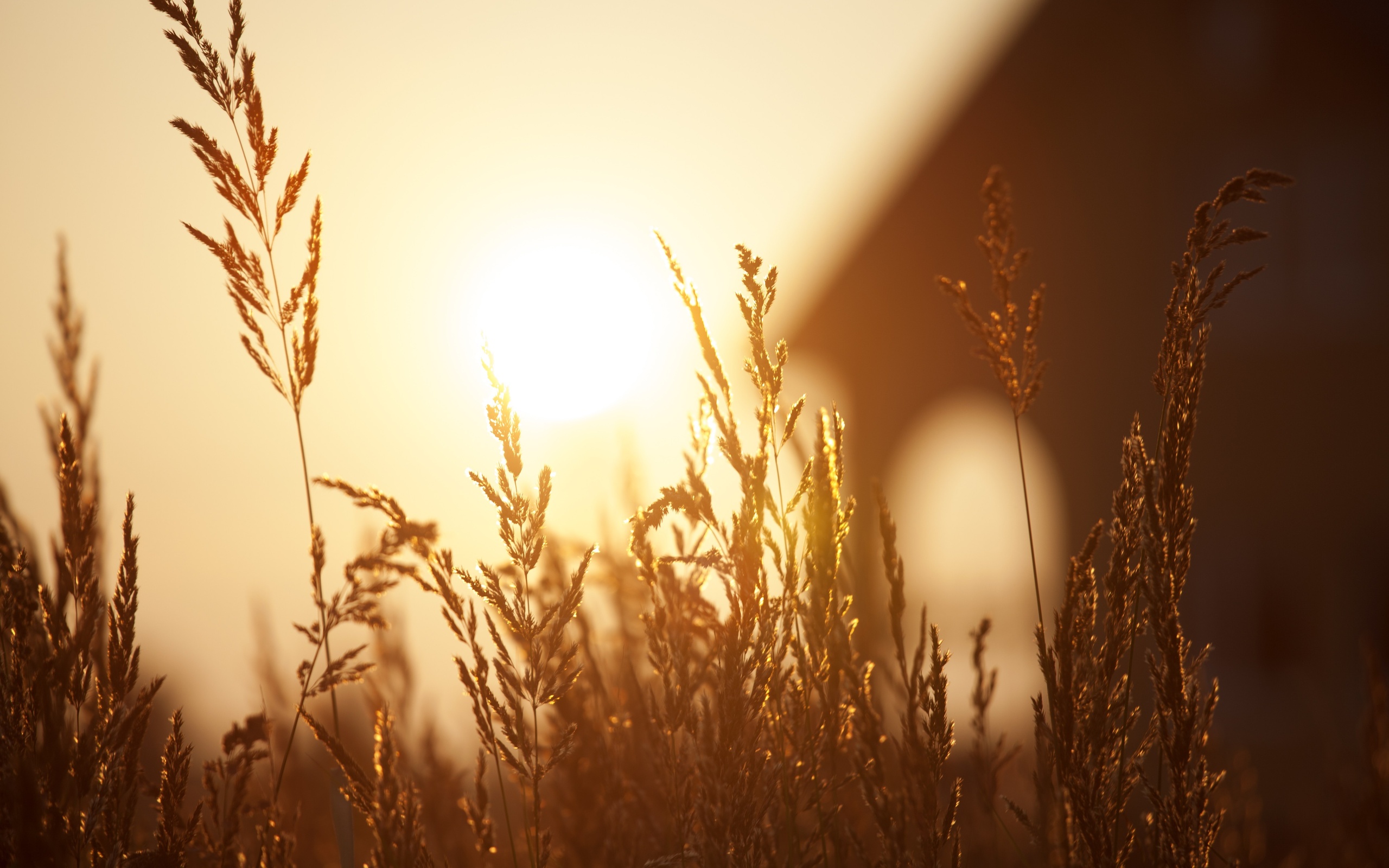 beautiful, Sunset, Field, Bokeh, Grass Wallpaper