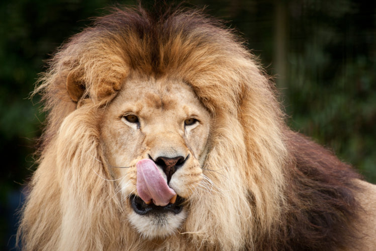 lion, Lions HD Wallpaper Desktop Background