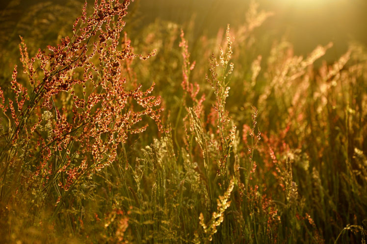 grass, Light, Glare, Summer HD Wallpaper Desktop Background