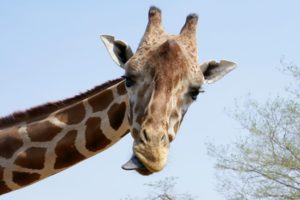 nature, Animals, Giraffes
