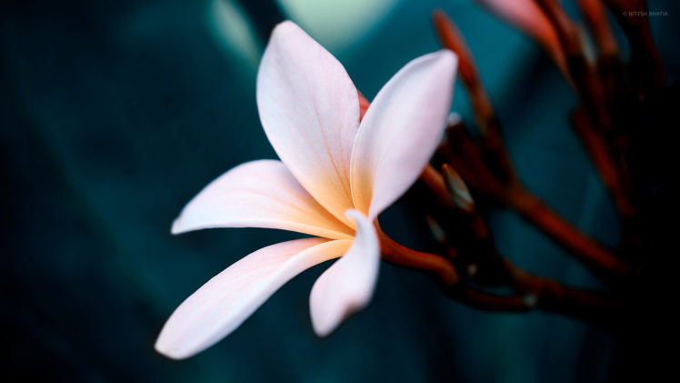 flower, Macro, Bokeh HD Wallpaper Desktop Background