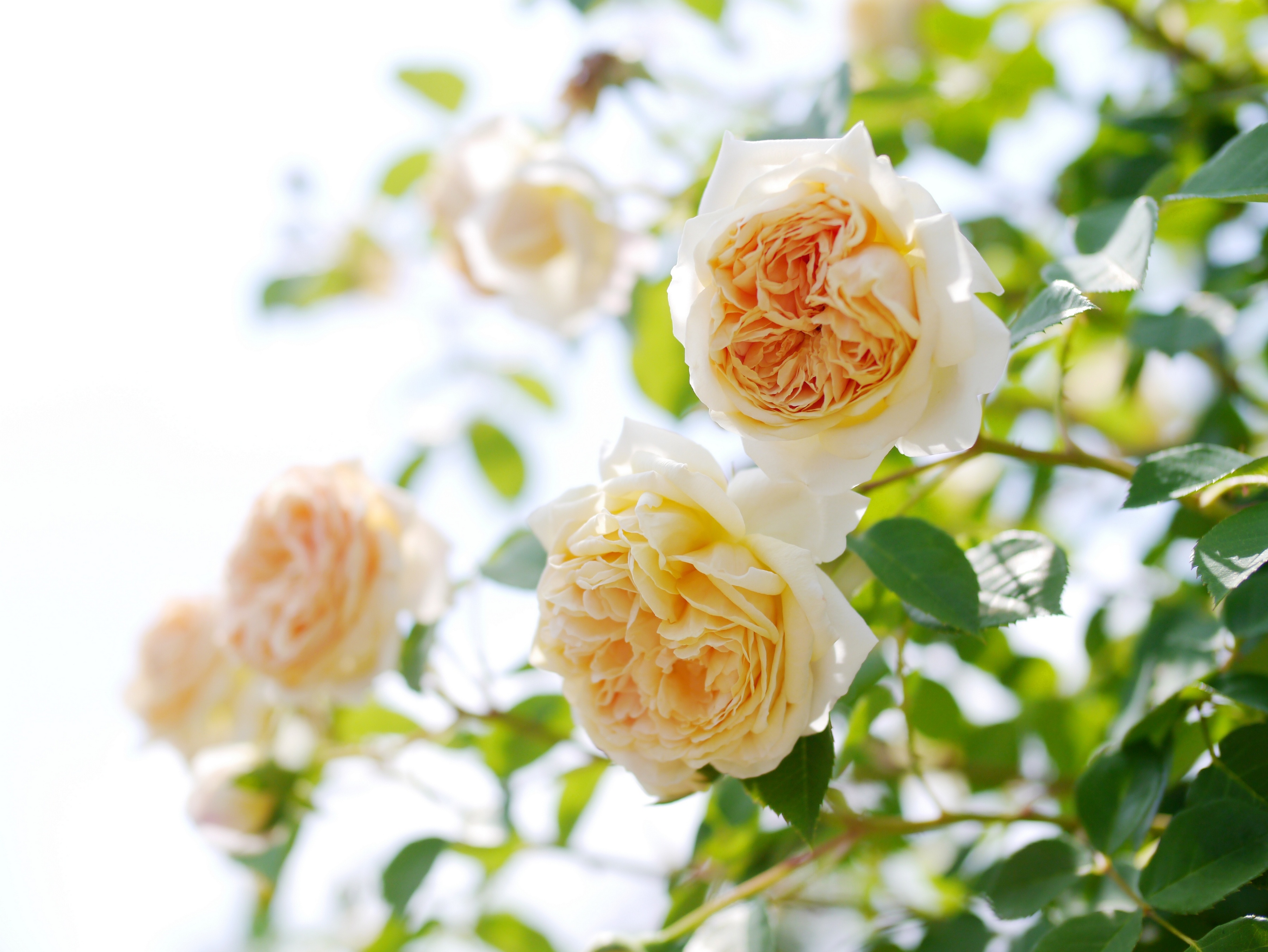rose, Bush, Flower, Buds Wallpaper