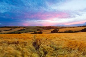 england, Landscape, Field, Sunset