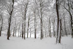 england, Wood, Trees, Snow, Winter, Nature