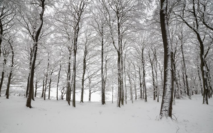 england, Wood, Trees, Snow, Winter, Nature HD Wallpaper Desktop Background