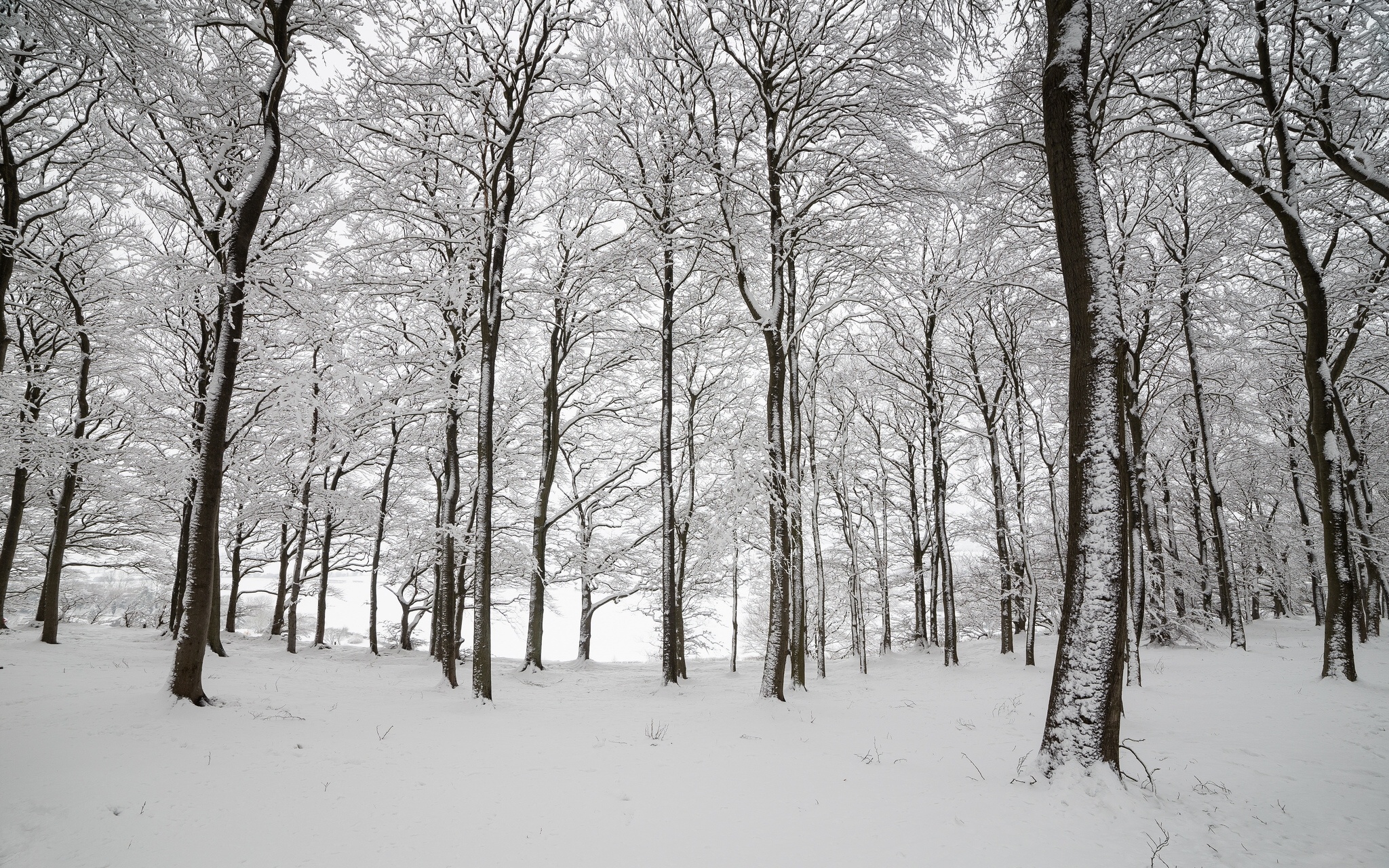 england, Wood, Trees, Snow, Winter, Nature Wallpaper