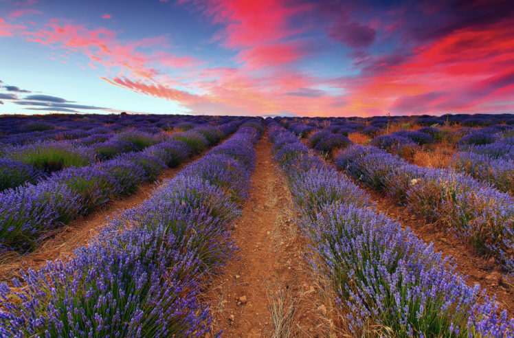 field, Lavender, Sky, Clouds, Sunset HD Wallpaper Desktop Background