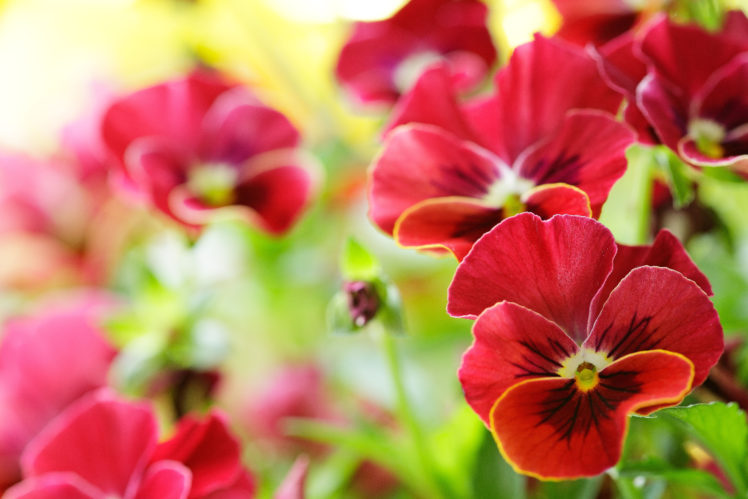 pansies, Red, Flowers HD Wallpaper Desktop Background