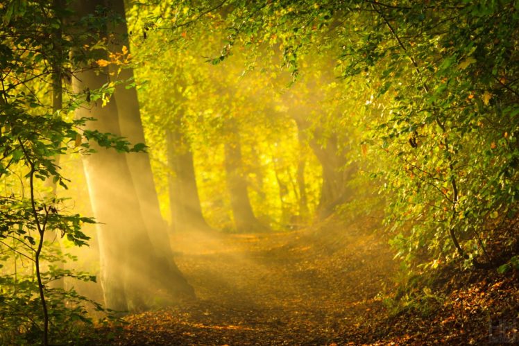 nature, Tree, Trees, Leaves, Sunlight, Mood, Autumn HD Wallpaper Desktop Background
