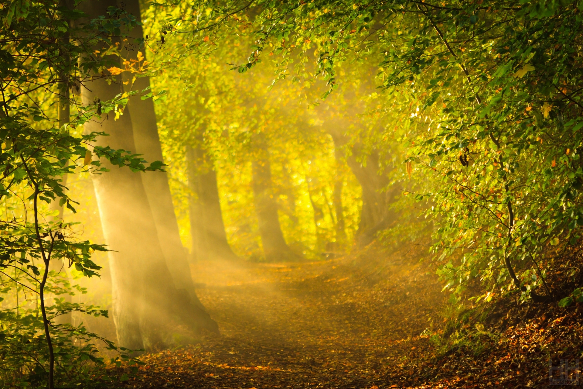 nature, Tree, Trees, Leaves, Sunlight, Mood, Autumn Wallpaper