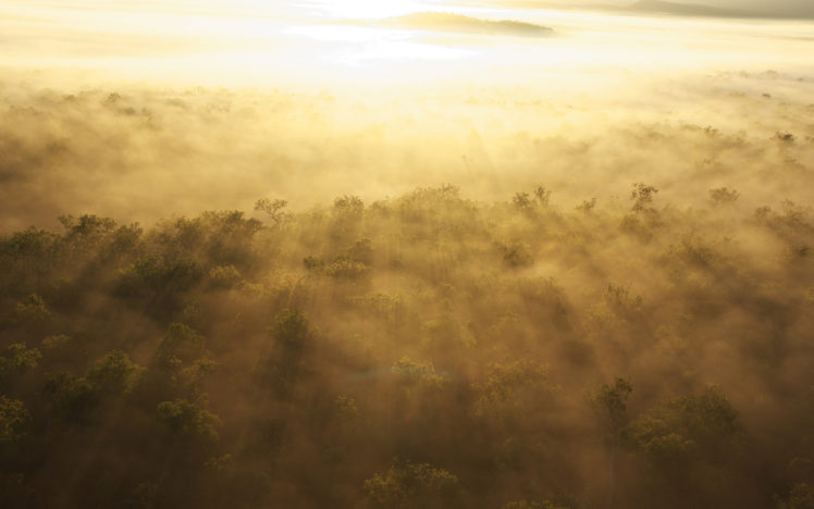 trees, Light, Sunlight, Forest, Sunrise, Fog, Mist, Bokeh HD Wallpaper Desktop Background