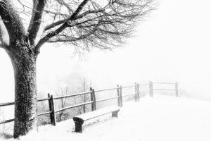 winter, Tree, Bench, Snow