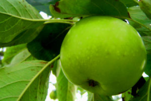 green, Nature, Fruits, Macro, Apples