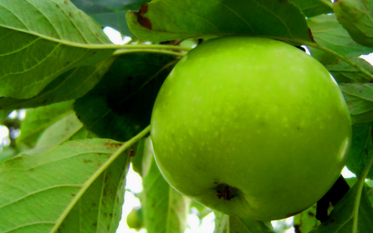 green, Nature, Fruits, Macro, Apples HD Wallpaper Desktop Background