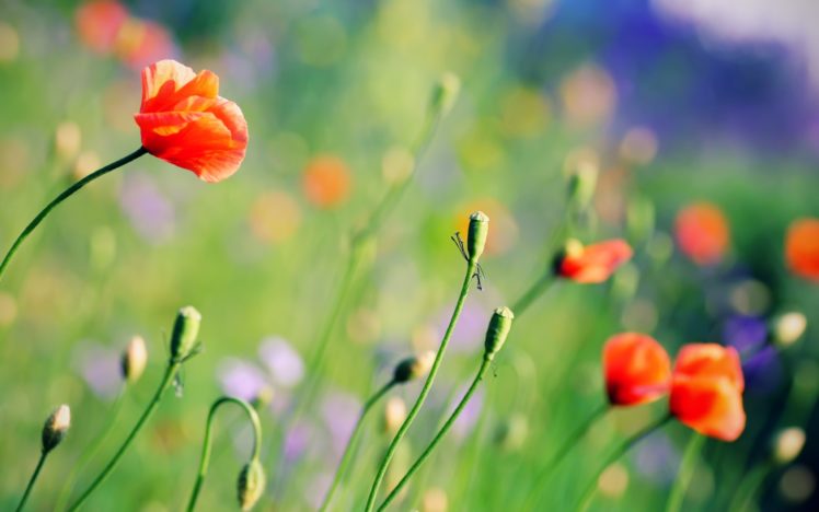 nature, Flowers, Poppy, Depth, Of, Field HD Wallpaper Desktop Background
