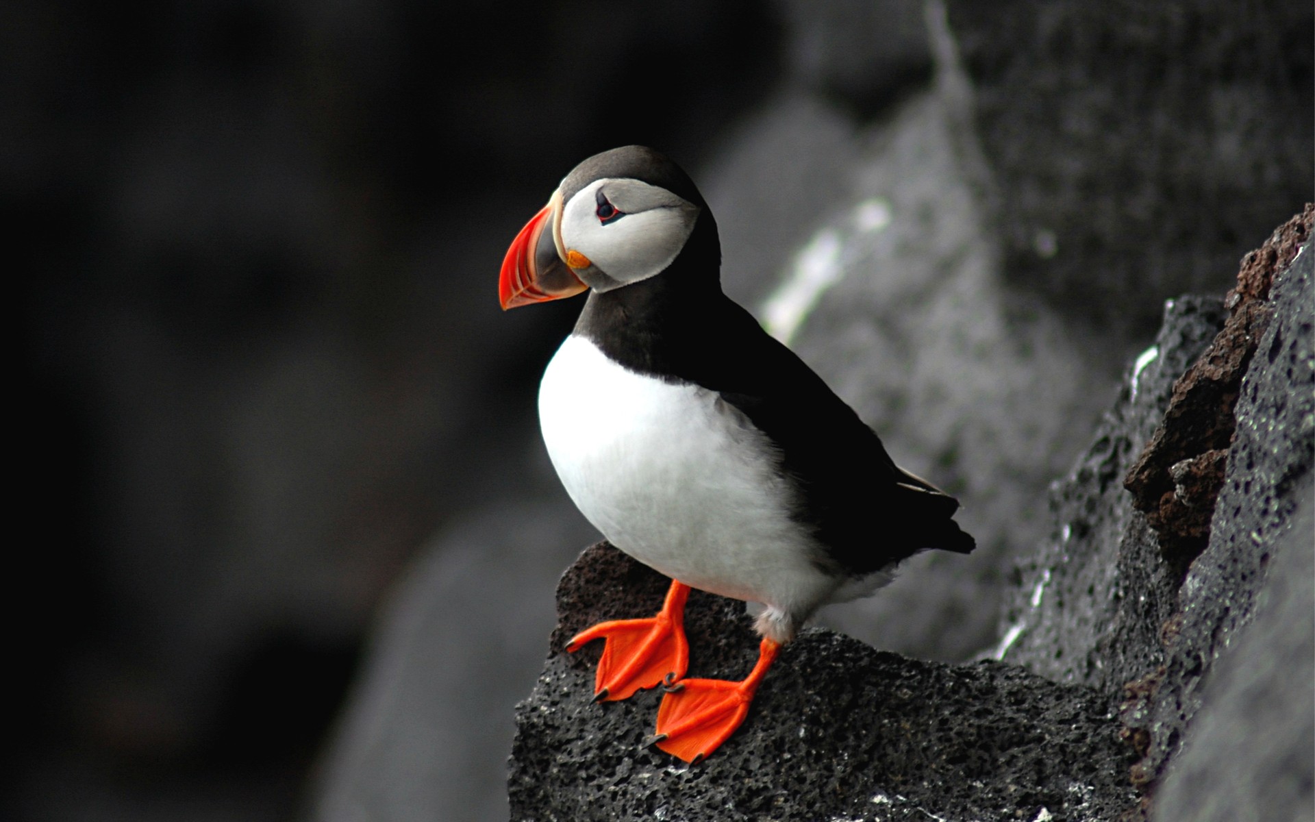 nature, Birds, Wildlife, Puffin, Depth, Of, Field, Seabird, Atlantic, Puffin Wallpaper