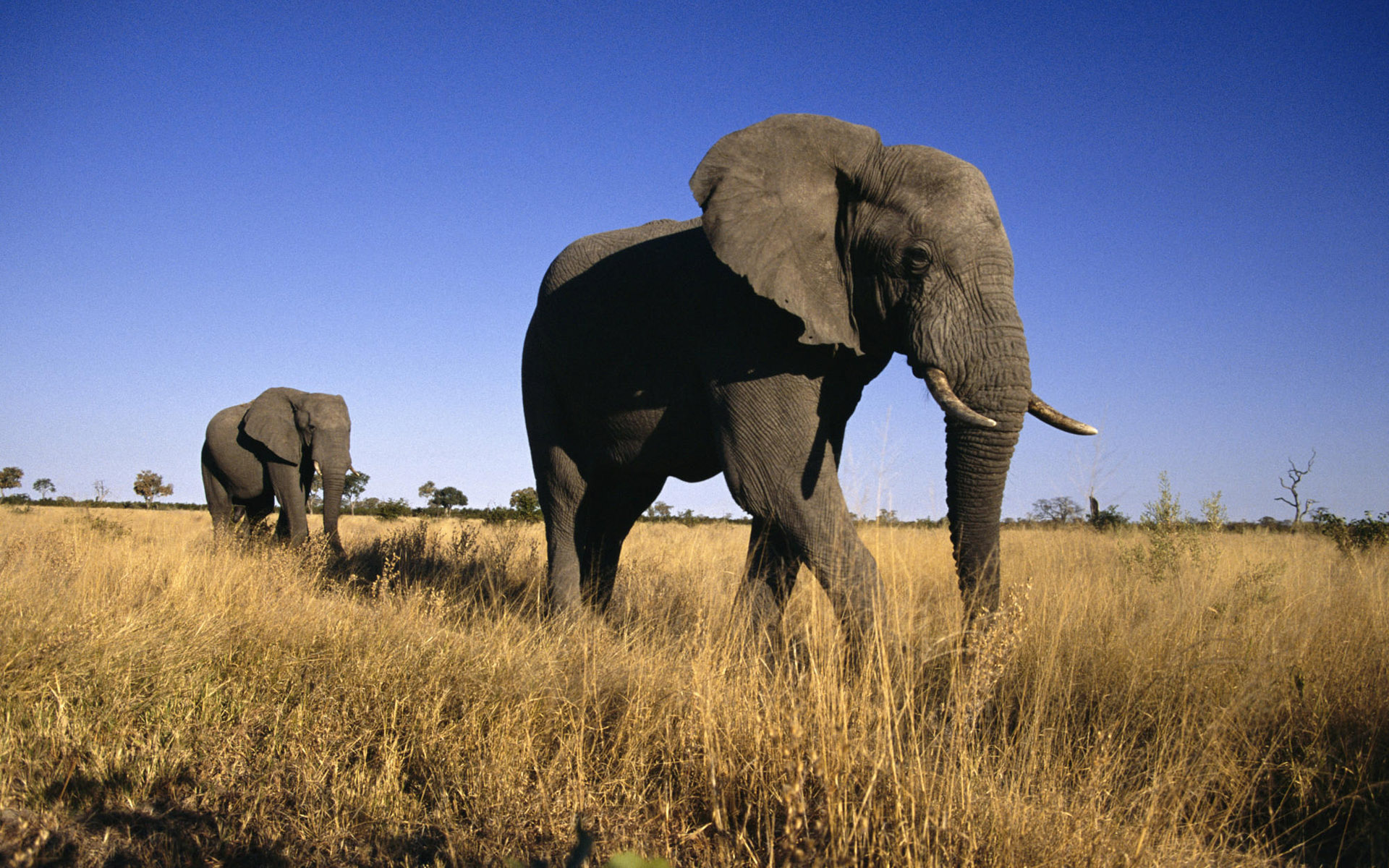 animals, Elephants Wallpaper